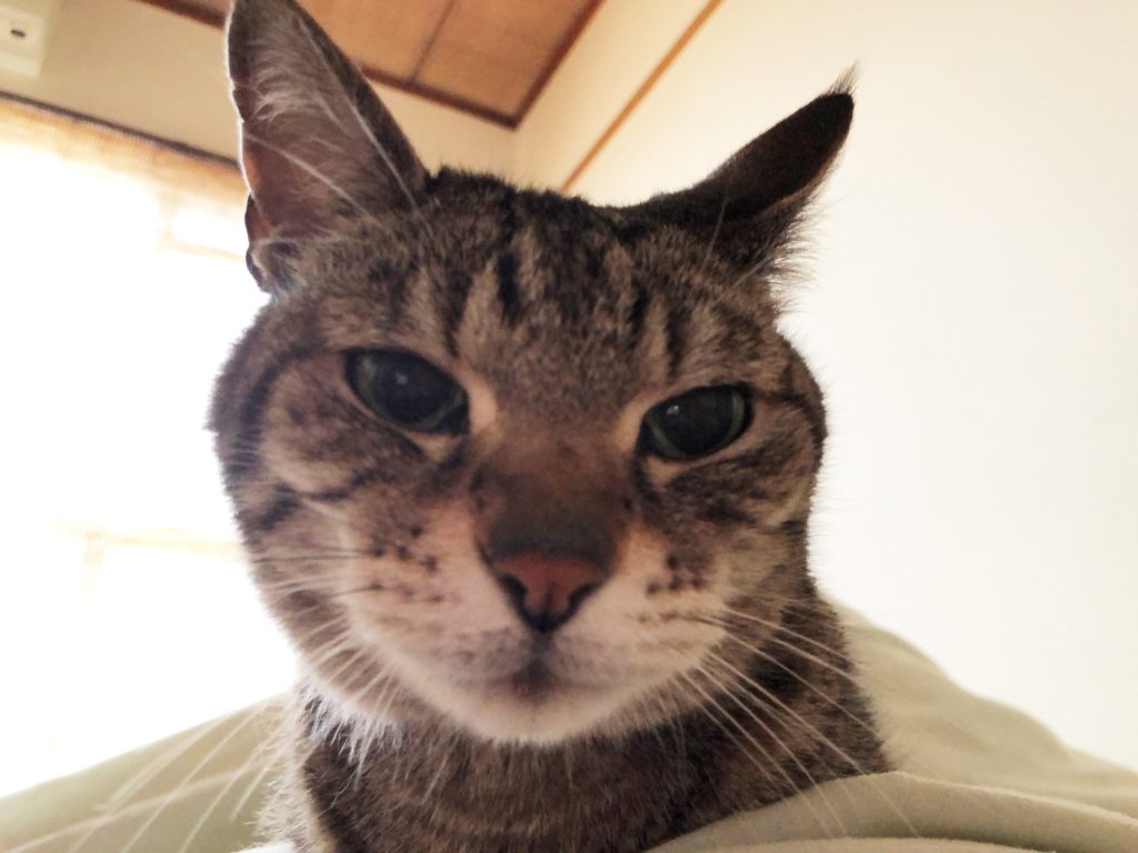 猫に癒されています 栗 家のスタッフブログ 恋する工務店 栗 家 くりや 香川県高松市にある工務店 自然素材を使った注文住宅やリフォーム 不動産売買を行っています 猫に癒されています 栗 家のスタッフブログ 恋する工務店 栗 家 くりや 香川県高松市にある工務店 自然素材を使った注文住宅やリフォーム 不動産売買を行っています